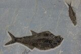 Multiple Fossil Fish (Diplomystus & Knightia) - Wall Mount #299812-1